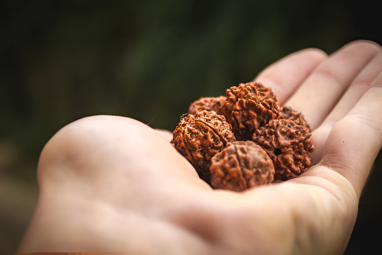 Types of Rudraksha